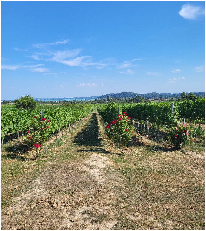 BALATON GYUKLI WINEYARD