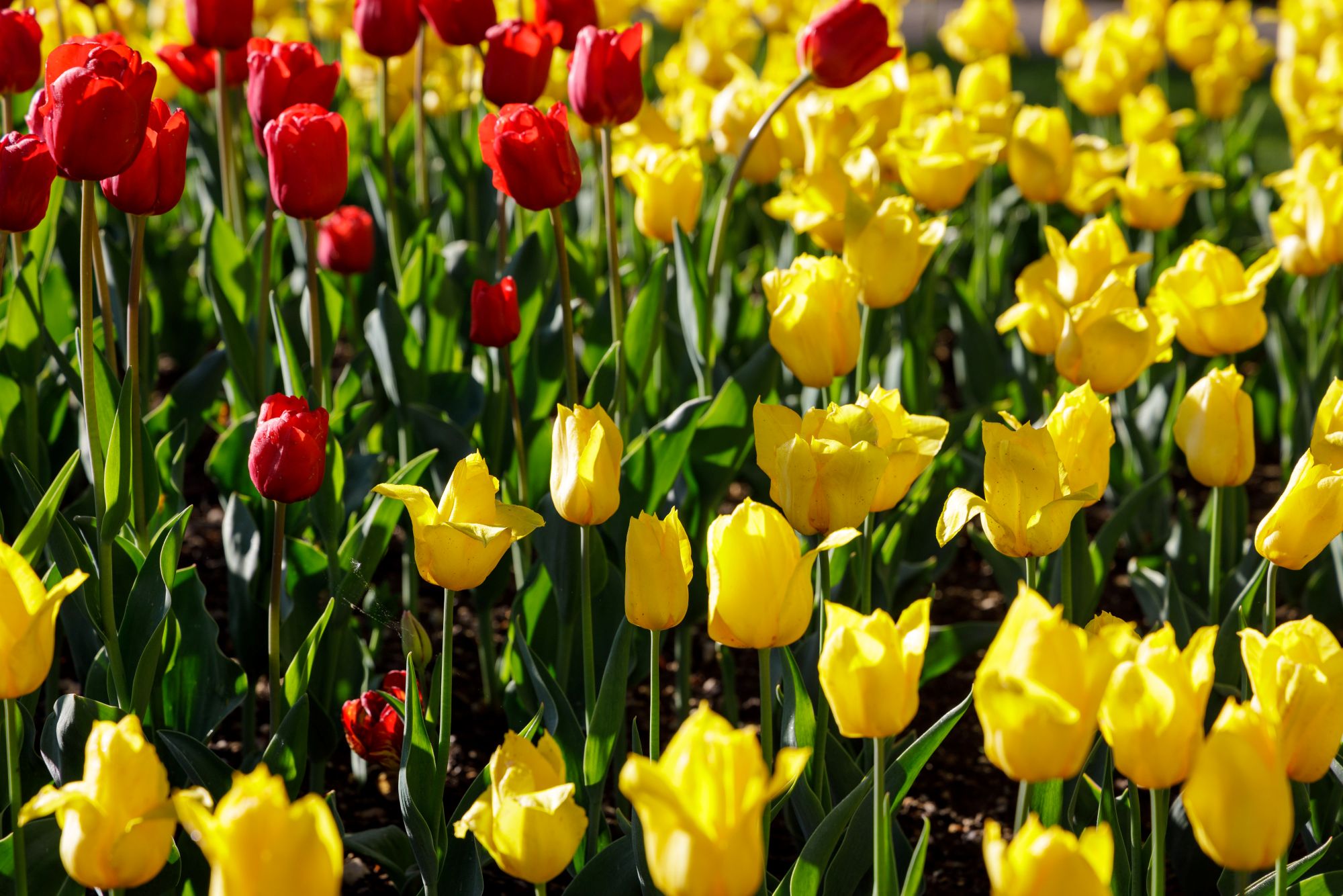 Sunrose 7 Heritage Boutique Hotel Bohinj 54