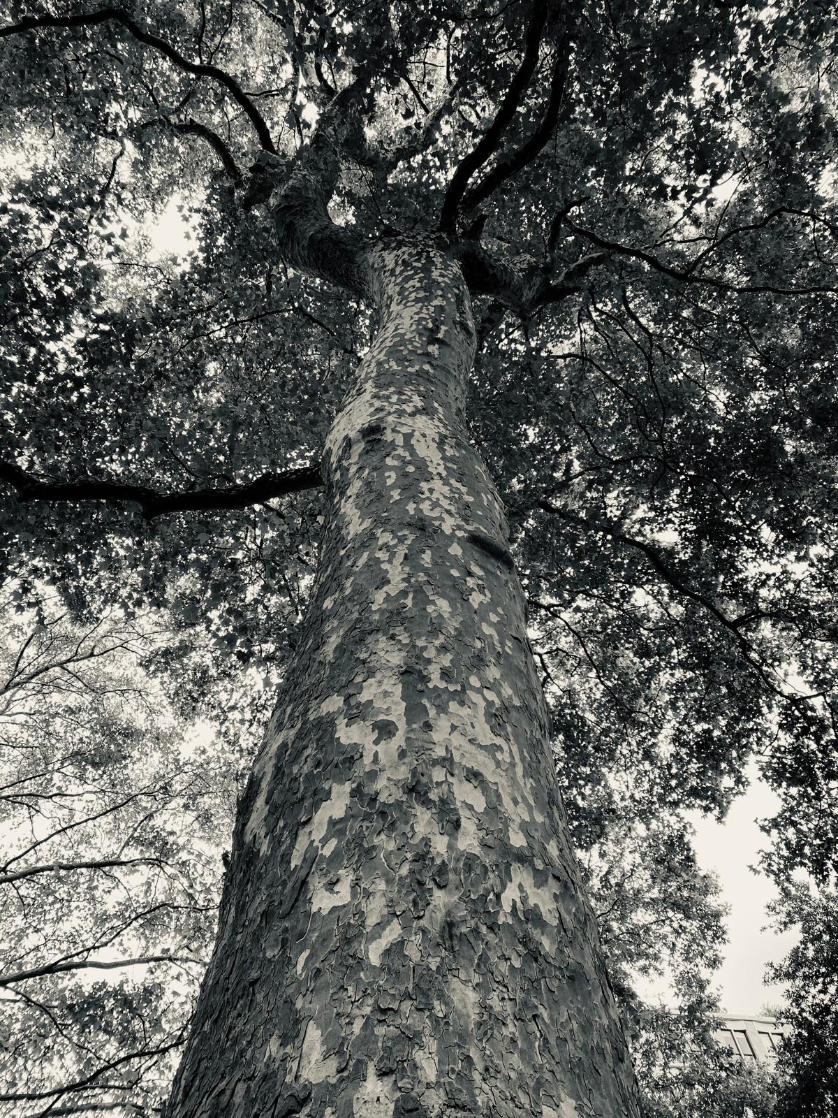 Tree 1