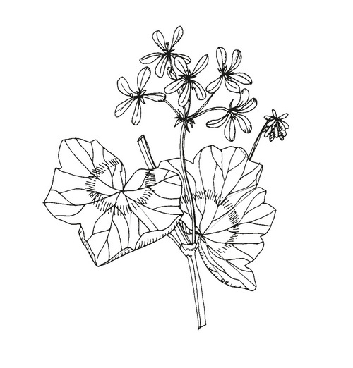 geranium cr