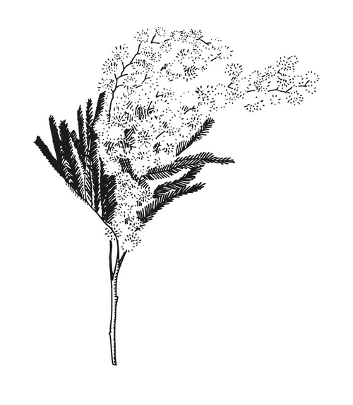 mimosa cr