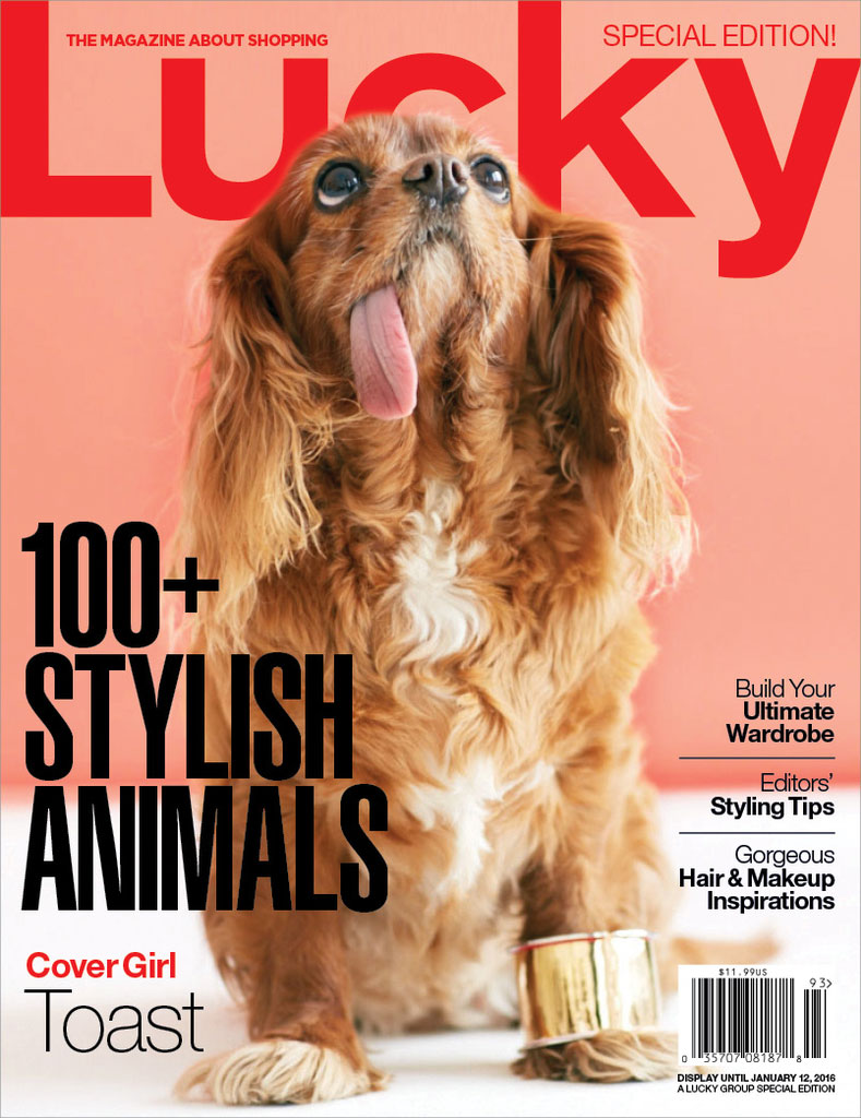 toast-dog-lucky-cover-2015