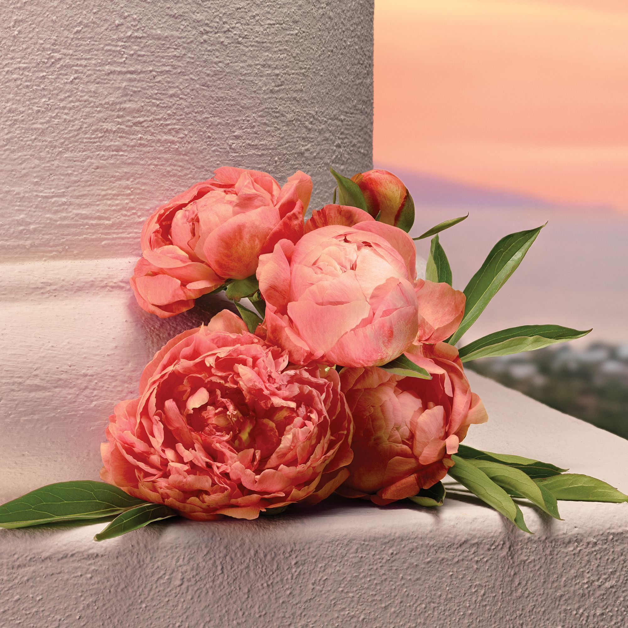 DG FF 25 PEONY MY DEVOTION EDPI 100ML 8056669927136 JPG 1 1 300DPI